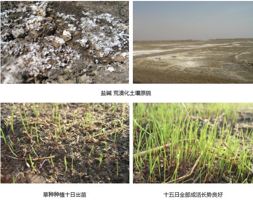 微普水播绿化剂新疆盐碱 荒漠化土壤修复治理